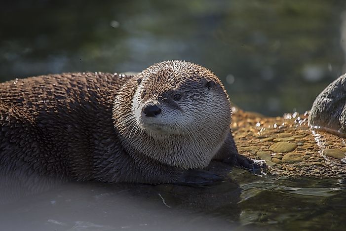 River Otter Facts: Animals of North America