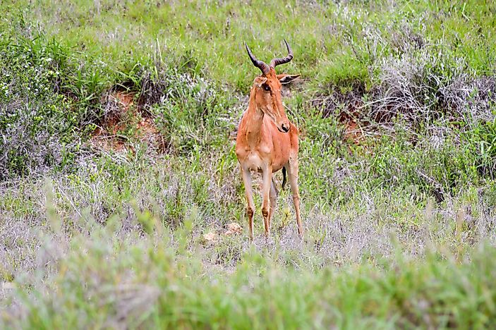 Somalia's Endangered Mammals