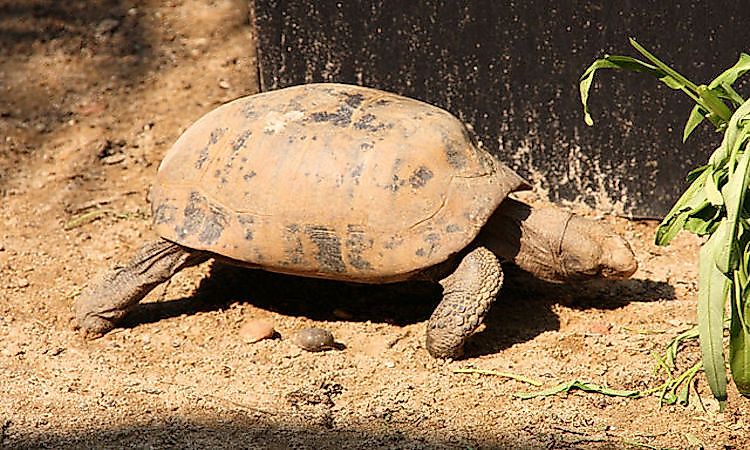 #2 Elongated Tortoise -