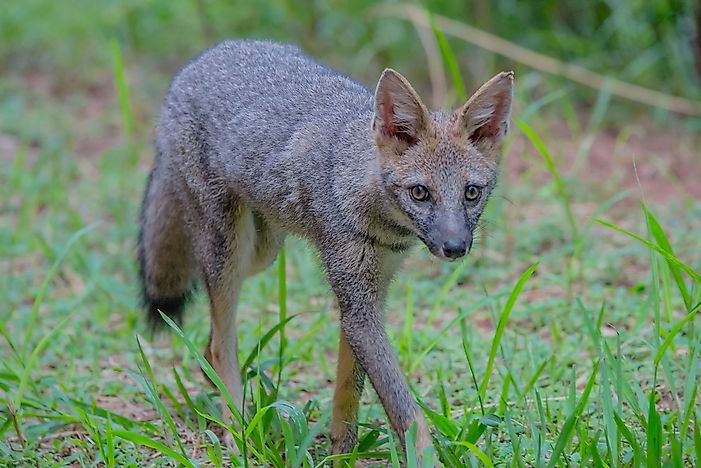 #1 Hoary Fox