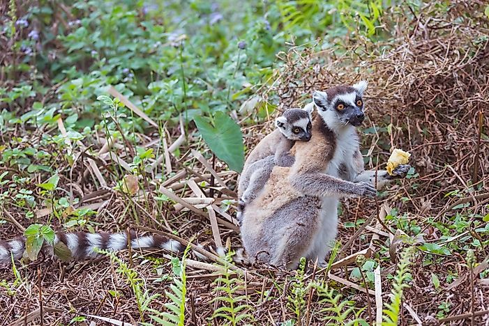 Ring-Tailed Lemur Facts: Animals of Africa
