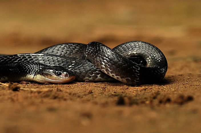 #3 Common Krait (Bungarus caeruleus)