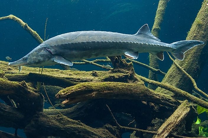 #9 Beluga sturgeon