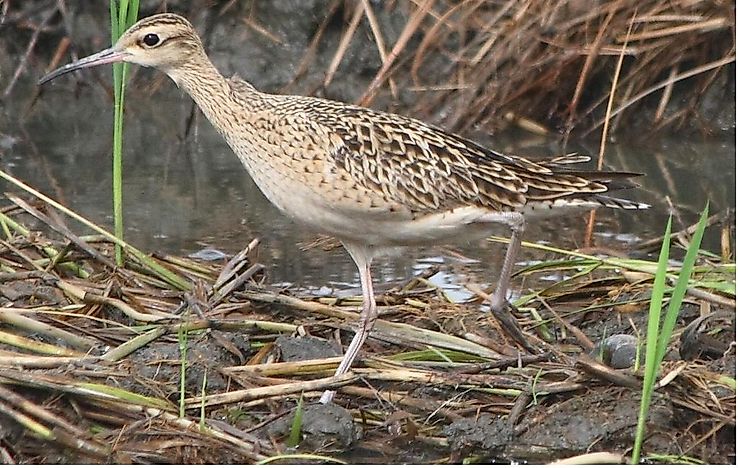 #3 Little curlew