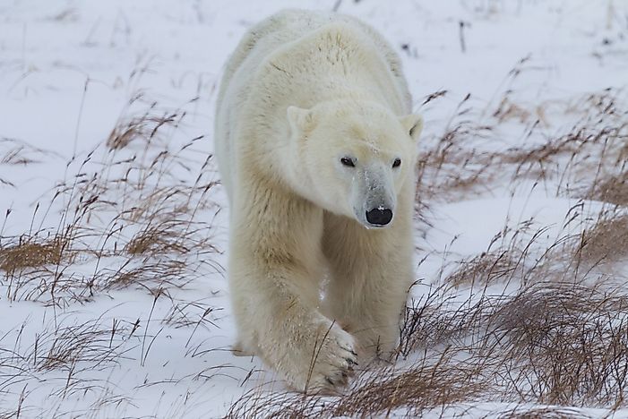 #1 Polar Bear - 1600 lb