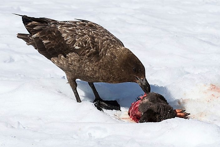 Did You Know Birds In Antarctica Can Remember A Blacklist Of People They Hate?