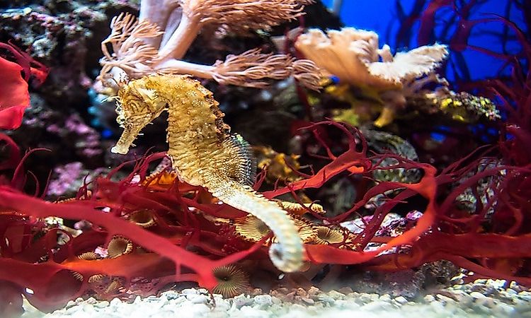 #1 Seahorse -
