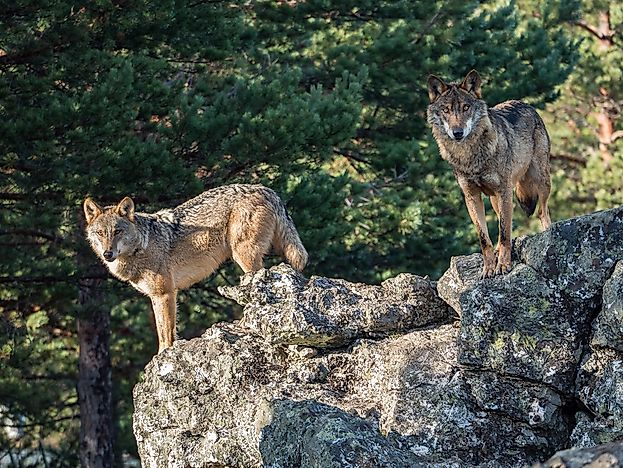 #1 Iberian Wolf