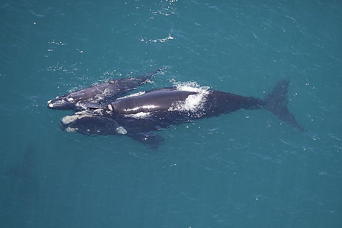 Southern right whale mother and calf breaching the surface off the coast of South Africa.