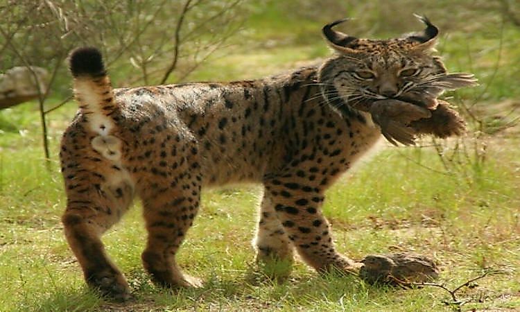 #1 Iberian Lynx -