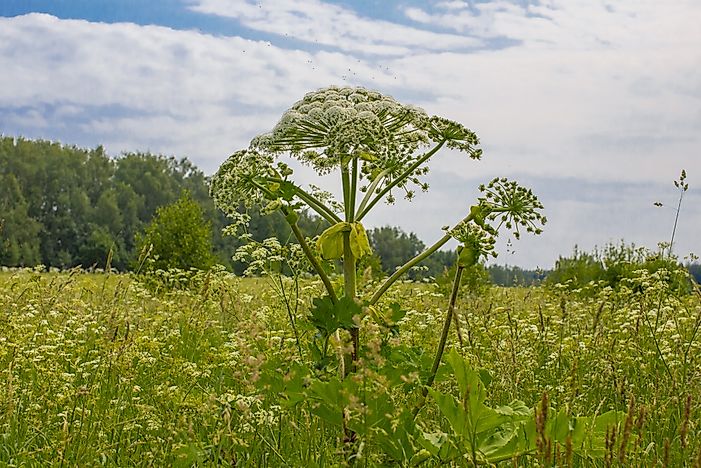 What Is the Giant Hogweed Plant?