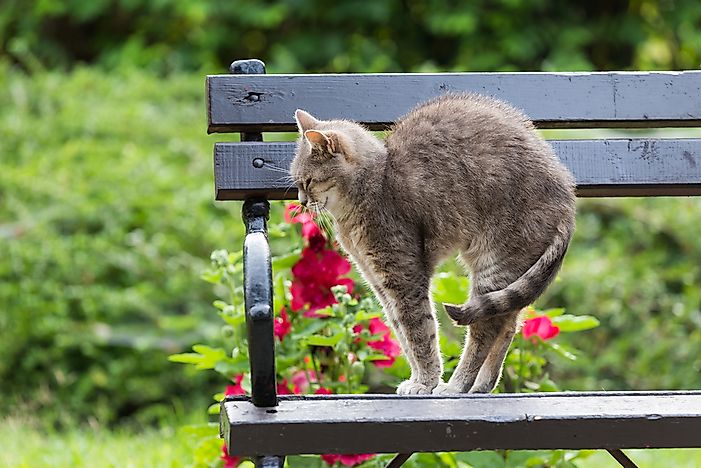A back arch could simply be a regular movement following a long, relaxing cat nap. A back arch could simply be a regular movement following a long, relaxing cat nap.