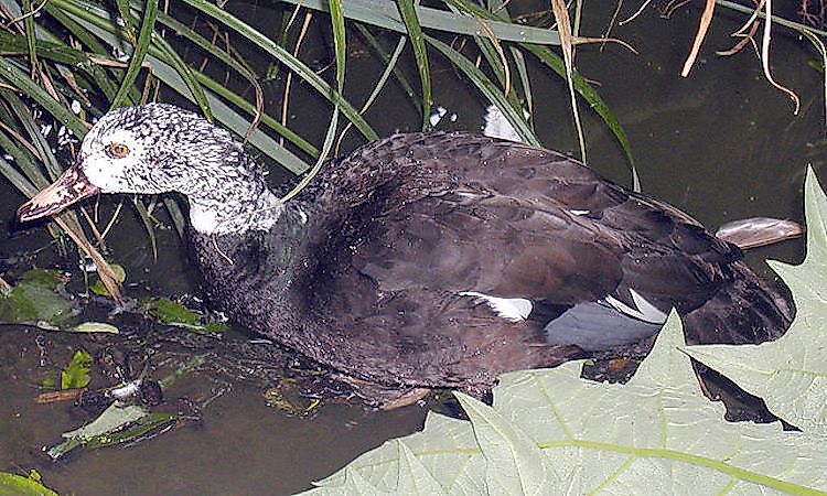 #8 White-winged Duck -