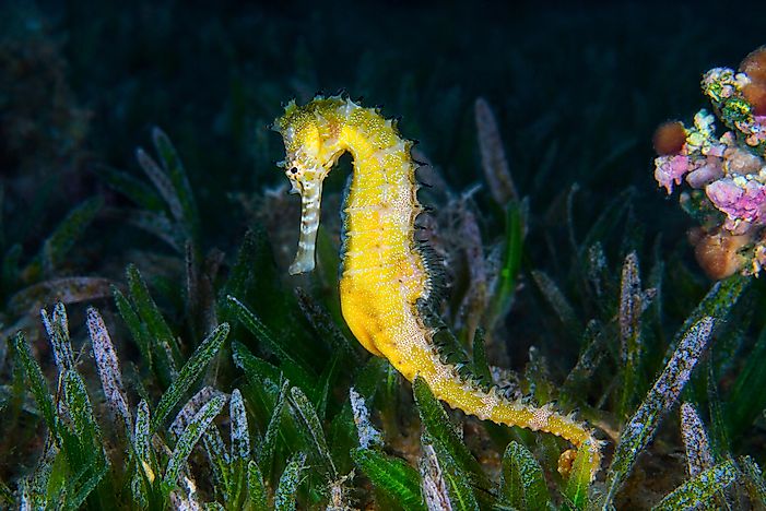 #4 Yellow Common Seahorse