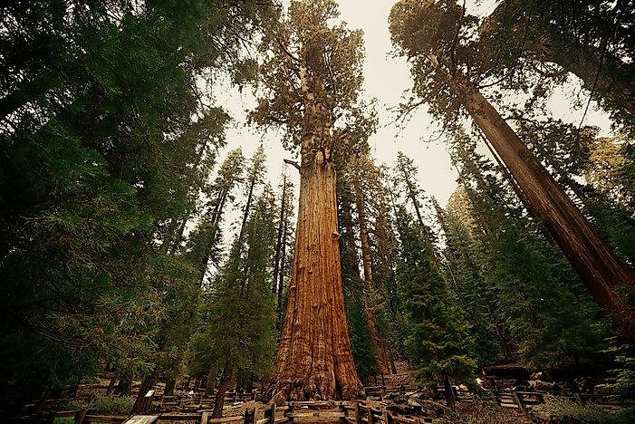 The Record-Holding Extreme Trees Of The World