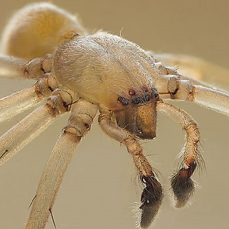 9 Of The Deadliest Spiders In The World