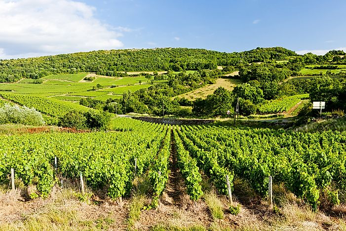 A vineyard in Pays de la Loire. A vineyard in Pays de la Loire.