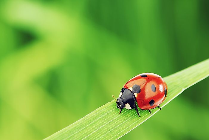 #1 Ladybugs, Austria