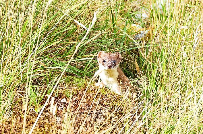 #8 Short-tailed Weasels (Mustela erminea)