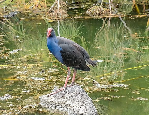 #4 Takahe