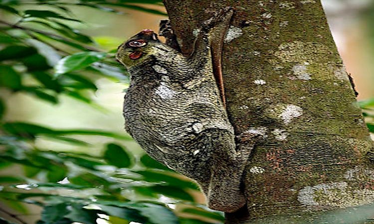 #6 Colugos -