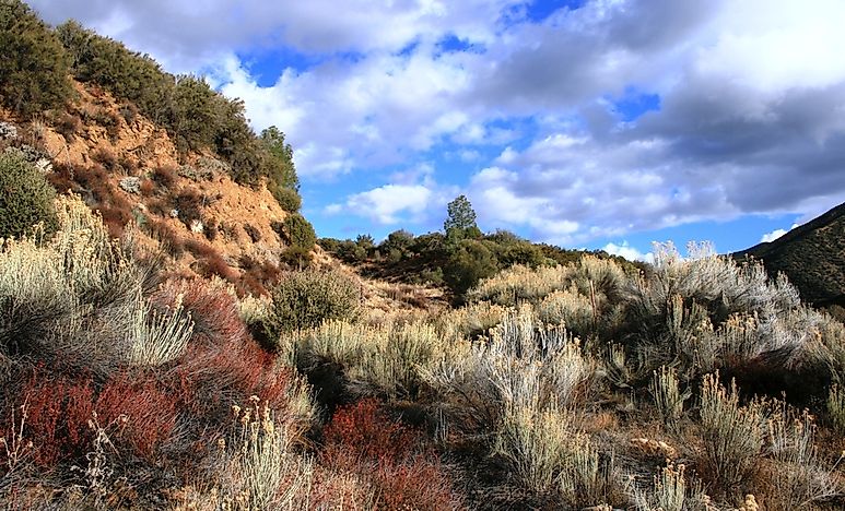 #14 Los Padres