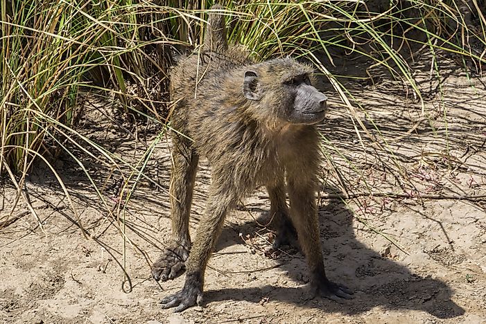 A baboon in W National Park, Burkina Faso. A baboon in W National Park, Burkina Faso.