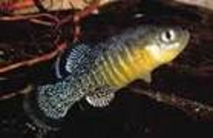 Native Fish Species Of Algeria