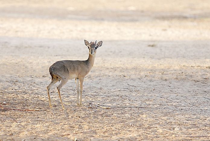No5 Dik-Dik