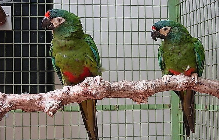 #15 Blue-Winged Macaw