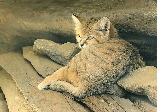 #12 Sand Cat