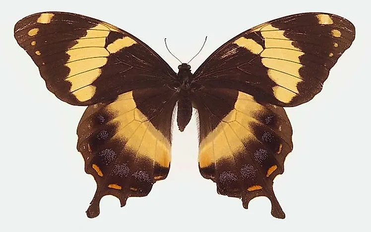 #3 Homerus Swallowtail - Papilio homerus