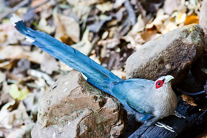 #3 Red-faced Malkoha