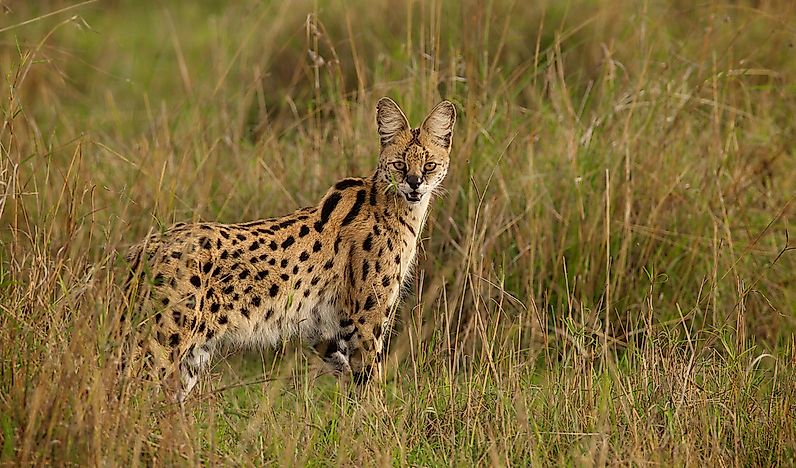 #3 Serval