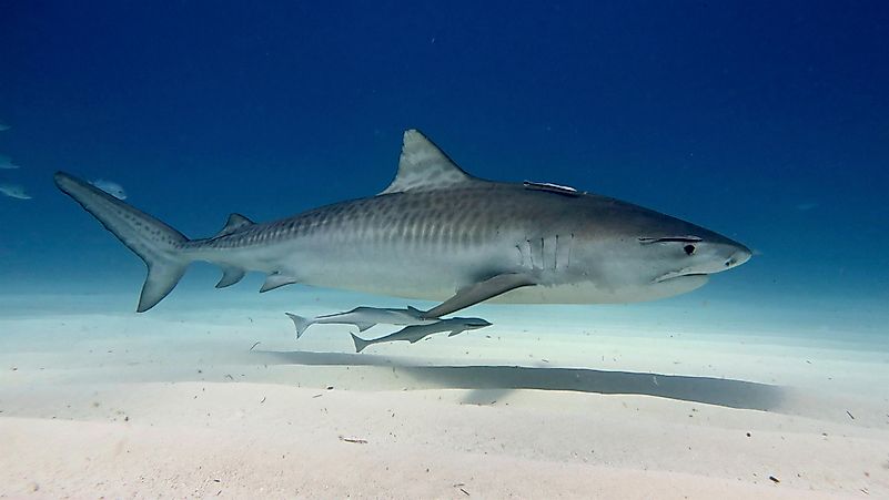 #8 Tiger Shark