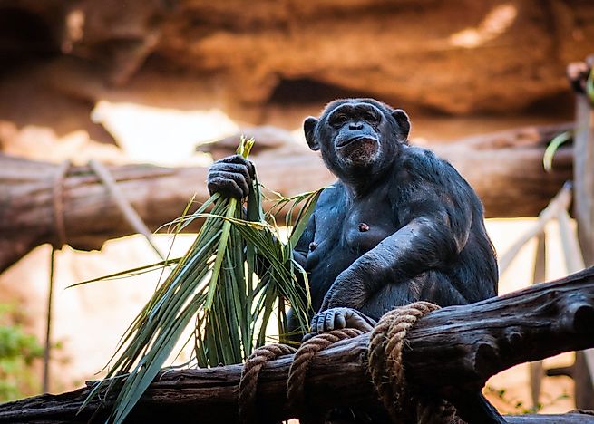 Jane Goodall - Important Figures in History