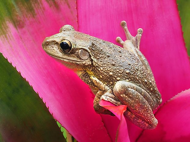#6 Cuban Treefrog