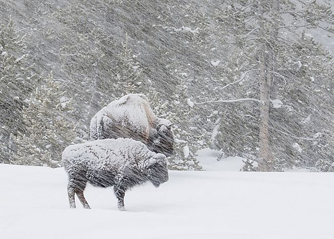 What Is A Blizzard?