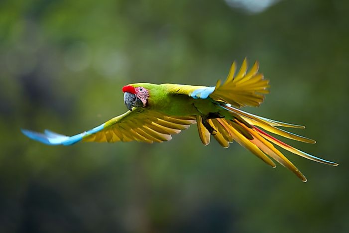 #8 Great Green Macaw