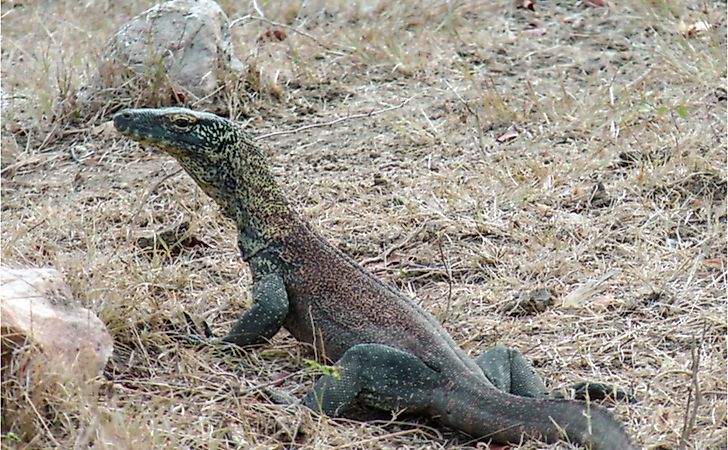 #8 Virgin Births Are Possible In Komodo Dragons -