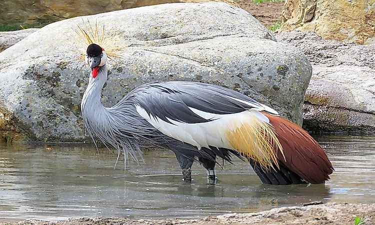 #7 Cranes -