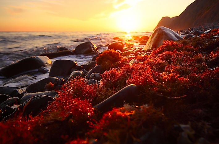 The Major Types Of Algae