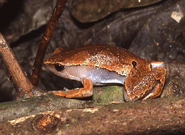 Amphibian Species Of Ecuador