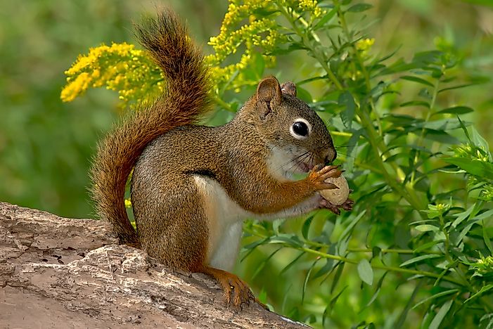 Grey Squirrel Growth Chart