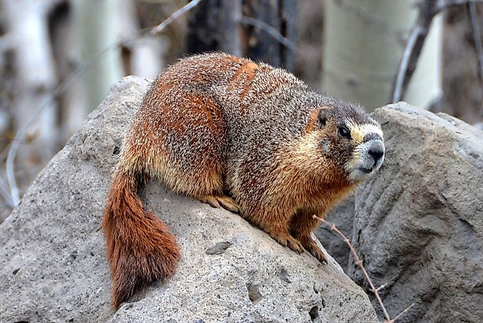 10 Most Threatened Animals In North America - WorldAtlas.com