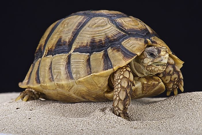 #1 Kleinmann's Tortoise