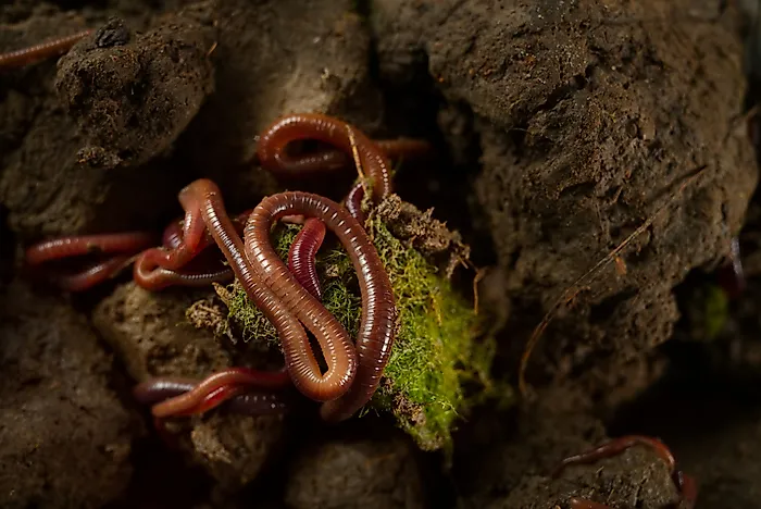 underground animals live worldatlas