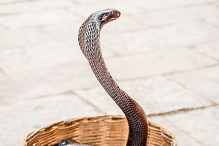 #5 Indian Cobra