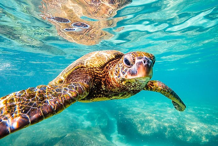 What and When is World Turtle Day?