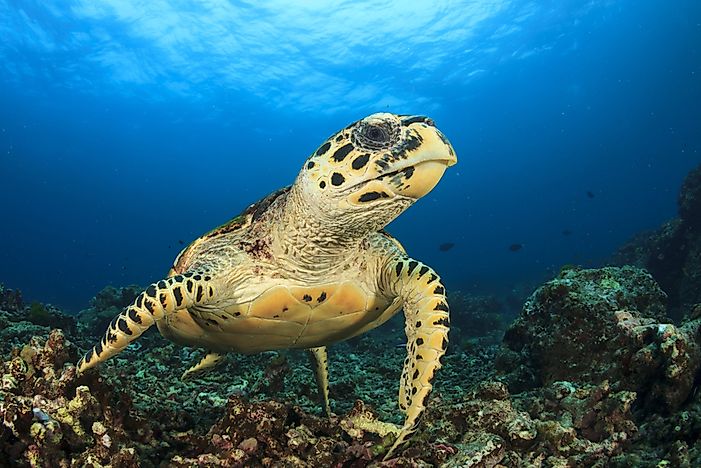 A hawksbill sea turtle. A hawksbill sea turtle.